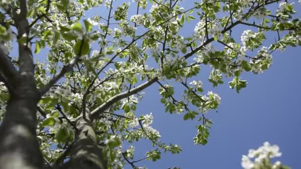 Pêra de frutas em flor. Árvores florescentes na primavera. Flores e folhas balançam ao vento. — Vídeo de Stock