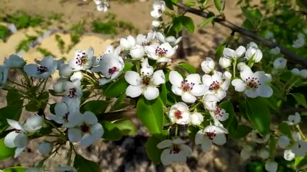 Poire fruitière en fleurs. Une branche aux petites fleurs blanches. Arbres en fleurs au printemps. Fleurs et feuilles se balancent dans le vent. — Video