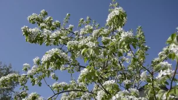盛开的梨树.春天开花的树. — 图库视频影像