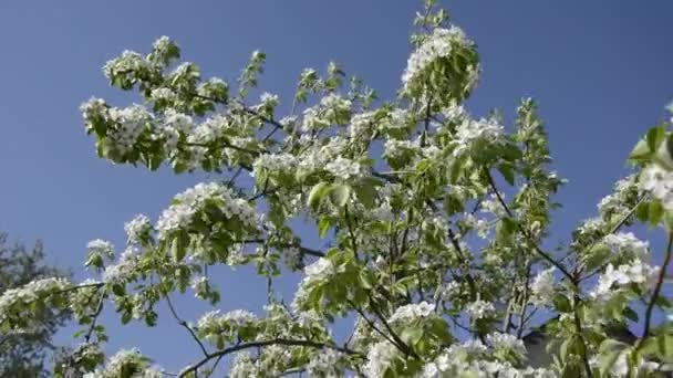 Poire fruitière en fleurs. Floraison des arbres au printemps. — Video