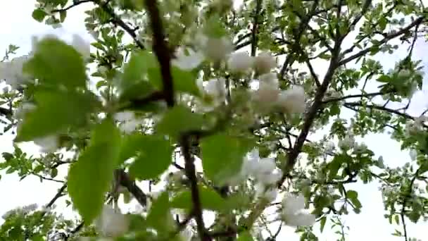 Blommande fruktpäronträd. Filial med vita små blommor mot himlen. Flytta kameran upp i trädet. — Stockvideo