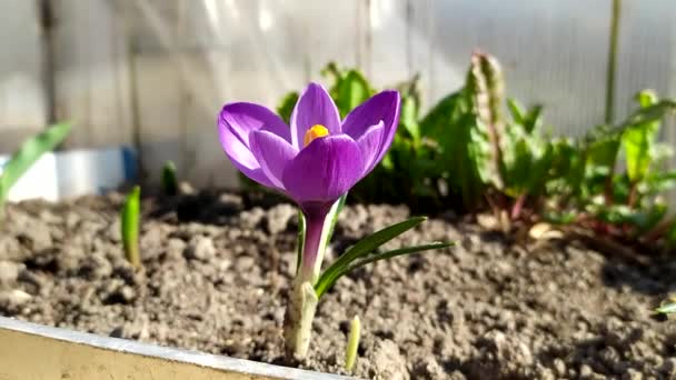 Crocus close-up. Primroses in early spring. A lilac flower sways in the wind. — Stockvideo