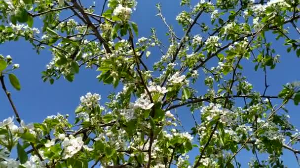 Blommande fruktpäronträd. Filial med vita små blommor mot himlen. Blommor och blad svajar i vinden. Blommande träd på våren. — Stockvideo