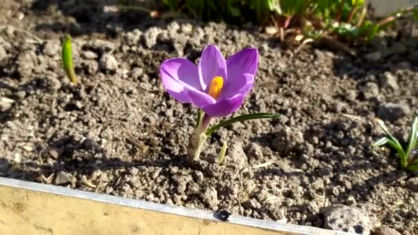 Krokus närbild. Primulor tidigt på våren. Lilac blomma i vinden. — Stockvideo