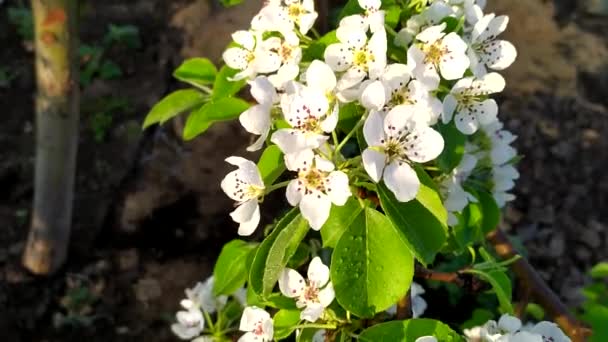 Dew on pear flowers. Blooming pear branch close-up. Smooth camera movement. — Stock Video