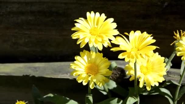 Sárga virágok egy virágágyásban egy zöldségkertben. Nyáron virágzik a Calendula és a Marigolds. — Stock videók