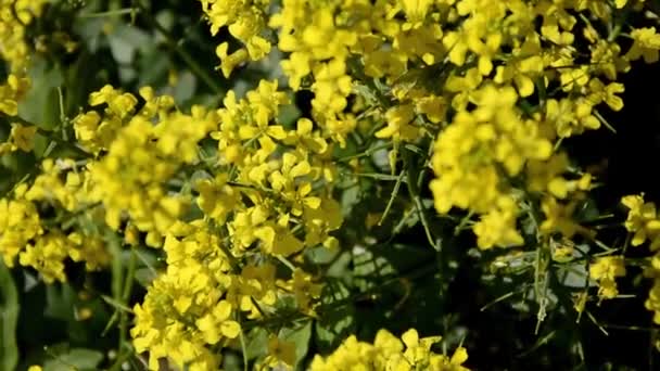 Flores amarillas pequeñas en un parterre en un huerto. Flores florecientes en verano. — Vídeos de Stock