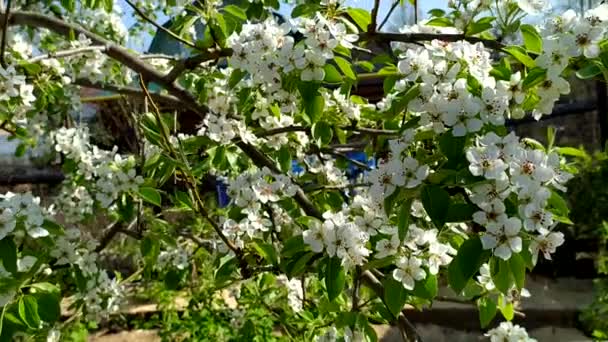 Päronen blommar på våren. Blommande päron grenar närbild. — Stockvideo
