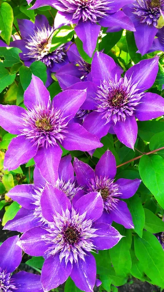 Yeşil yaprakların arka planında Violet Clematis var. Seçici odaklanma. Dikey arkaplan. Yazın, yaz bahçesinde güzel çiçekler açar. Arkaplan olarak mavi ve mor klematis pankartı.