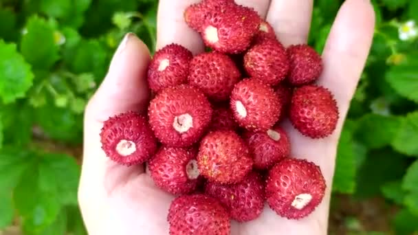 El primer plano de las fresas se encuentra en una mano femenina. Las bayas maduras jugosas se cosechan en junio en el jardín. — Vídeos de Stock