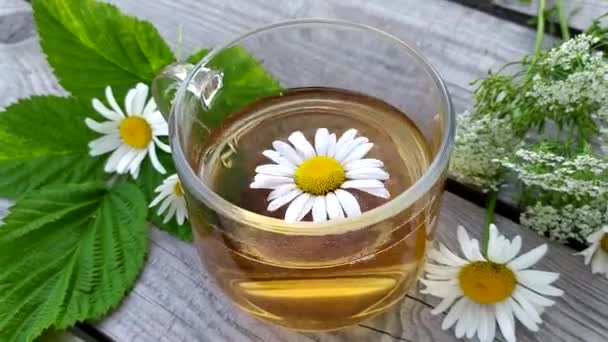 Papatya çayı. Şifalı bitkisel yaz içeceği. Papatya çiçekleri cam bir fincanda demlenir.. — Stok video