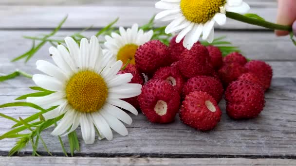 딸기와 카메라맨을 나무 배경에 둔 채로 요. 탁자 위에 야생화 에둘러 싸여 있는 붉은 열매들. — 비디오