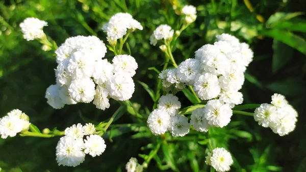 Buisson Fleurs Blanches Séchées Petites Roses Fleurissent Dans Jardin Été — Photo