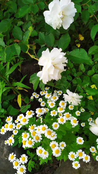 Buske Med Vita Rosor Och Små Prästkragar Små Rosor Blommar — Stockfoto