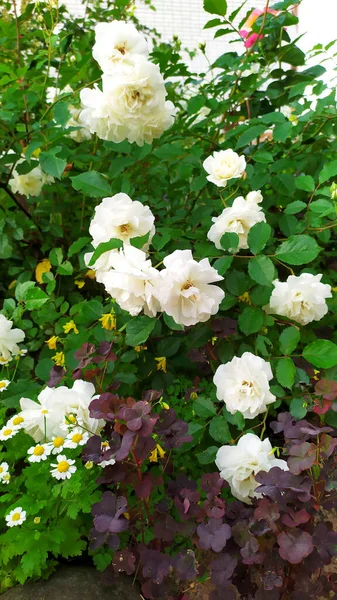 White roses. Small roses bloom in the garden in summer in July.