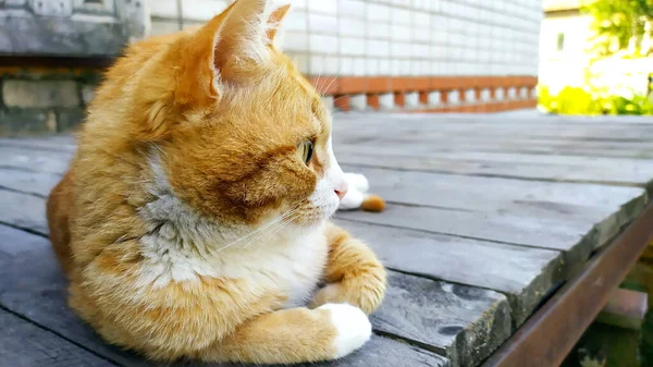 Cat Lies Wooden Background Ginger Kitten Resting Porch Private House —  Fotos de Stock