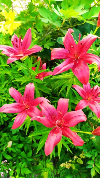 Rote Taglilie Blume Scharlachrot Blühender Strauch Design Eines Blumenbeetes Auf — Stockfoto