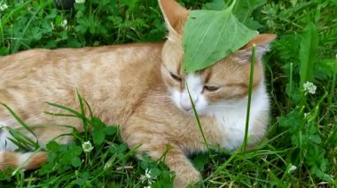 Kedi çalıların gölgesinde sıcaktan saklanır. Kızıl bir kedi kafasında muz yaprağı olan bir bahçe yatağında dinleniyor. Sıcak yazda evcil hayvan davranışları.