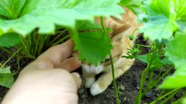 Kızıl kedi bahçe yatağında dinleniyor. Kedi çilek yapraklarının gölgesinde sıcaktan saklanır. Sıcak yaz evcil hayvanlarının davranışları.