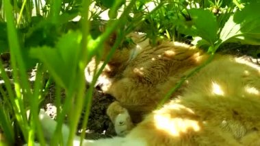 Çimlerin arasından kediye bakıyoruz. Bir kızıl tekir kedi bahçe yatağında yatıyor. Kedi çilek yapraklarının gölgesinde sıcaktan saklanır. Sıcak yaz evcil hayvanlarının davranışları.