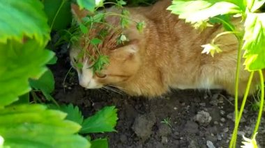 Kızıl kedi bahçe yatağında dinleniyor. Kedi çilek çalılarının gölgesinde sıcaktan saklanıyor. Sıcak yazda evcil hayvan davranışları.