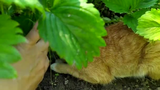 Ginger tabby kot odpoczywa w ogrodowym łóżku. Kot chowa się przed upałem w cieniu liści truskawek. Zachowanie zwierząt domowych w gorące lato. — Wideo stockowe