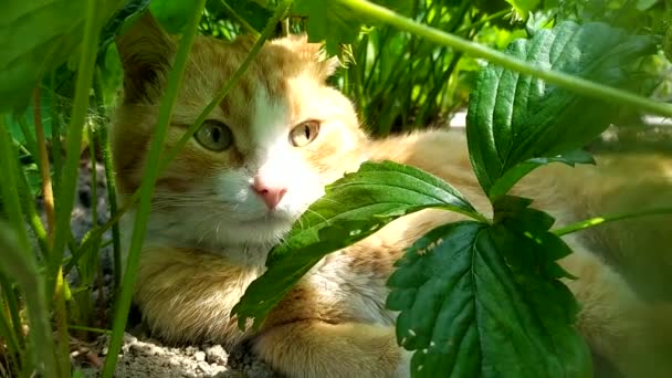 In het tuinbed ligt een roodharige kat. De kat verbergt zich voor de hitte in de schaduw van het aardbeienblad. Het gedrag van huisdieren in de hete zomer. Close-up kat. — Stockvideo