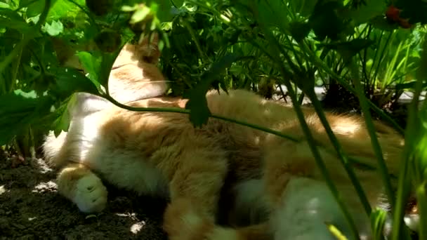 Gember schattige kat slaapt in de tuin. De kat verbergt zich voor de hitte in de schaduw van het aardbeienblad. Het gedrag van huisdieren in de hete zomer. — Stockvideo
