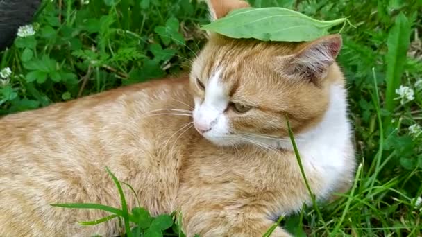 The cat hides from the heat in the shade of the bushes. Plantain leaf on a cat's head. The ginger cat is resting in the garden bed. Pet behavior in the hot summer. — Vídeos de Stock