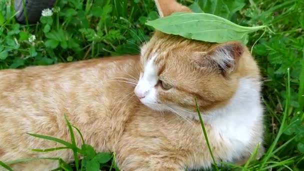 The cat hides from the heat in the shade of the bushes. The ginger cat is resting in the garden bed. Plantain leaf on a cat's head. Pet behavior in the hot summer. — Vídeos de Stock