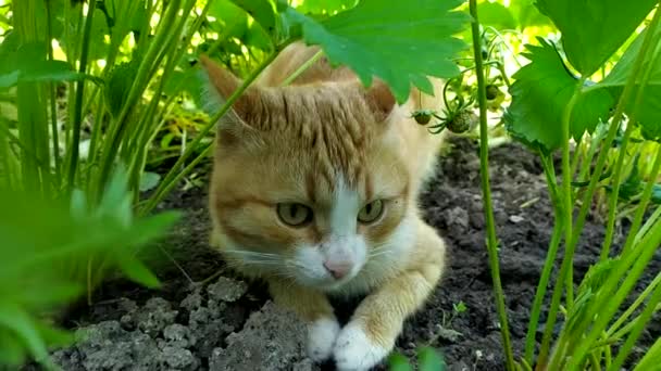 De kat verstopt zich voor de hitte in de schaduw van aardbeienstruiken. De gemberkat rust uit in het tuinbed. Huisdiergedrag in de hete zomer. — Stockvideo