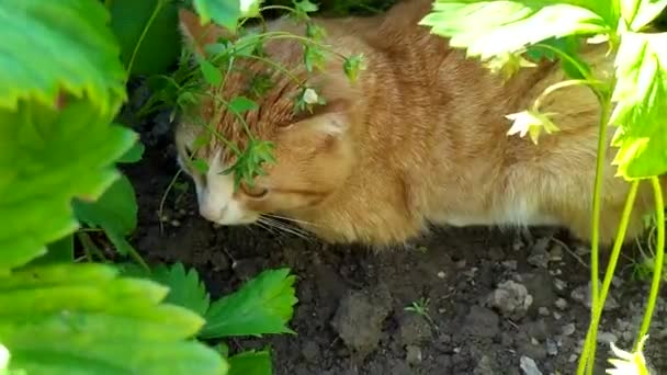 De gemberkat rust uit in het tuinbed. De kat verstopt zich voor de hitte in de schaduw van aardbeienstruiken. Huisdiergedrag in de hete zomer. — Stockvideo