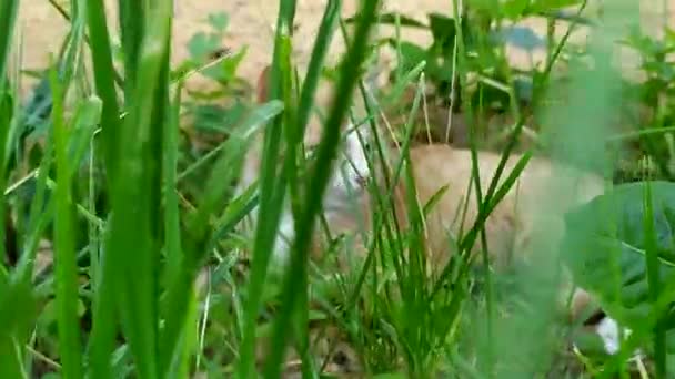 Βλέπουμε τη γάτα μέσα από το πράσινο γρασίδι. Μια κοκκινομάλλα γατούλα ξαπλώνει στο κρεβάτι του κήπου. Η γάτα κρύβεται από τη ζέστη στη σκιά του φυλλώματος φράουλας. Η συμπεριφορά των κατοικίδιων το ζεστό καλοκαίρι. — Αρχείο Βίντεο