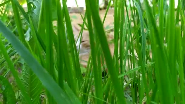 Schauen wir die Katze unscharf durch das grüne Gras. Im Beet liegt eine Ingwer-Tabby-Katze. Die Katze versteckt sich vor der Hitze im Schatten der Erdbeerblätter. das Verhalten von Haustieren in der Hitze — Stockvideo