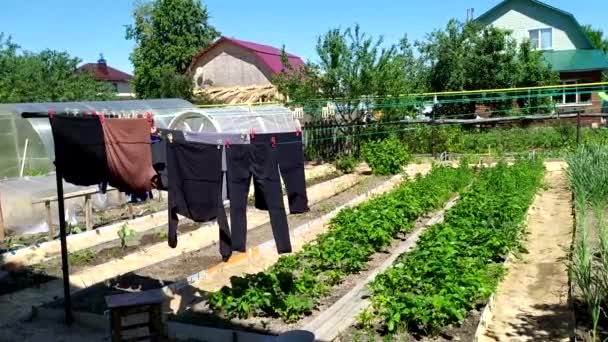 Kläder på en klädstreck i trädgården. Tvätta och torka kläder. Vått rent linne torkas på ett rep i en grönsaksträdgård en solig dag. — Stockvideo