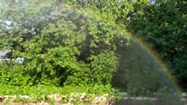 Gökkuşağı. Bahçe hortumundan akan su yeşil ağaçların üzerine gökkuşağı çizer. Meyve ağaçları, çalılar ve bitkilerle dolu bir arsa..
