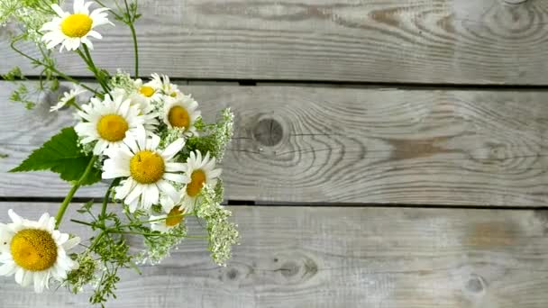 Wooden background with camomiles with place for text. Field daisies in a glass vase against the background of boards. — Stock Video