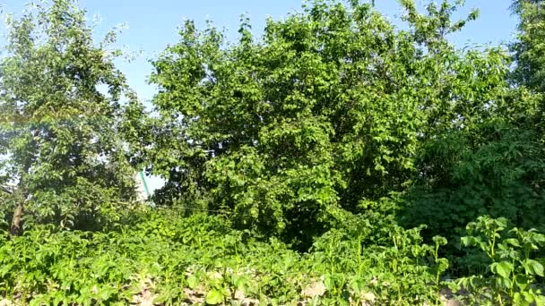 Regnbåge stänk vatten i solen i trädgården. Vatten från en trädgårdsslang målar en regnbåge mot en bakgrund av gröna träd. Bevattning av fruktträd, buskar och en tomt med växter. — Stockvideo