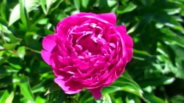 Pion. Kırmızı şakayığın büyük tomurcuğu rüzgarda sallanıyor. Bahçede çiçek açan çalılar.