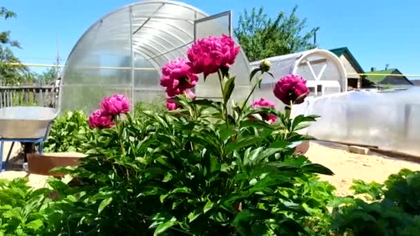 En pion buskar svajar i vinden mot bakgrund av växthus och trädgårdsredskap ur fokus. Kamerarörelse från botten till toppen. Blommande buskar i trädgården. — Stockvideo