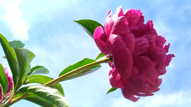 A large bud of a red peony against the sky. Peony sways in the wind. The ant is crawling along the stem of the flower. Flowering shrubs in the garden.