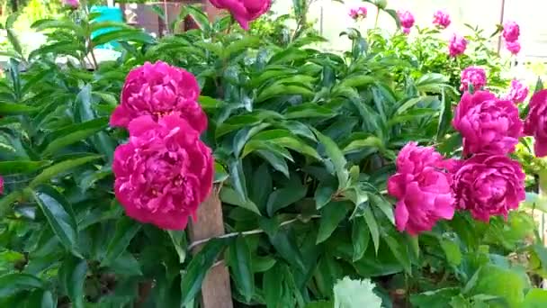 Ein Blumenbeet mit roten Pfingstrosen. Pfingstrosenblüten in der Sonne wiegen sich im Wind. Blühende Sträucher im Garten. — Stockvideo