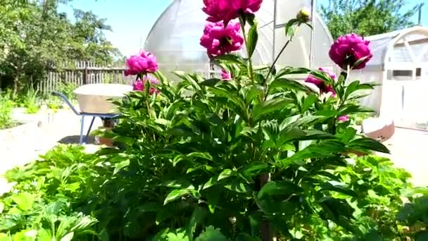 Un cespuglio di peonia ondeggia nel vento sullo sfondo di serre e attrezzi da giardino fuori fuoco. Arbusti fioriti in giardino. — Video Stock