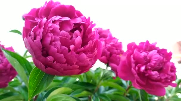 Bud av en röd pion närbild. Röd pion blommor i vinden mot bakgrunden av himlen. Blommande buskar i trädgården. — Stockvideo