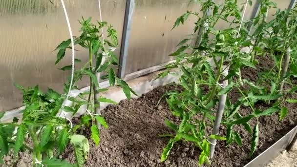 Zahradní záhony s rajčaty pěstovanými ve skleníku. Zelenina ve skleníku. Kvetoucí keře rajčat v létě. — Stock video