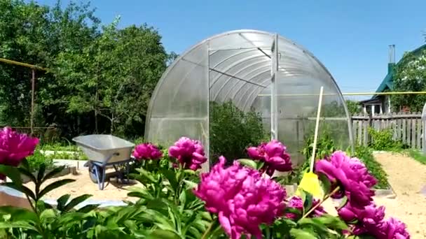 Broeikas in de tuin. Open deuren in een kas met tomatengroenten. Op de voorgrond, uit focus, schudt de wind pioenachtige struiken. — Stockvideo