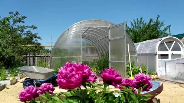 Greenhouse in the garden. Open doors in a greenhouse with vegetables. In the foreground, out of focus, the wind shakes peony bushes. — Stock Video