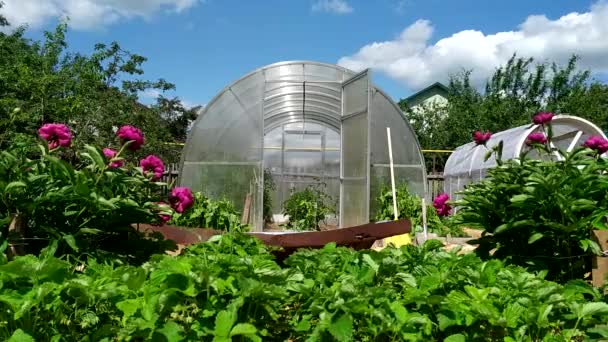 Greenhouse in the garden. Open doors in a greenhouse with vegetables. In the foreground there are bushes of peony, strawberries and a ginger cat is walking by. — Vídeo de stock