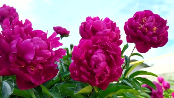 牡丹花关闭。红牡丹在风中在天空的衬托下发芽.花园里开花的灌木. — 图库视频影像