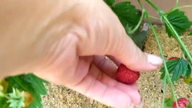 Bir kadının eli çalılıktan olgun çilek topluyor. Çilek. Bahçe yatağında bir çilek çalısı yetişiyor..